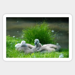 Cygnets Sticker